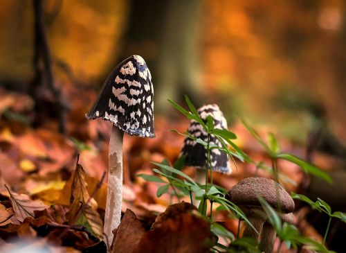 mushrooms forest moist