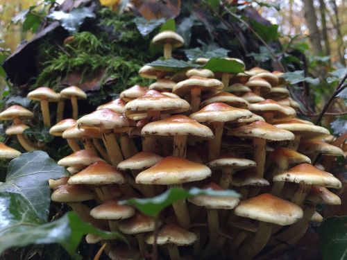mushrooms autumn forest