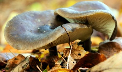 mushrooms autumn forest