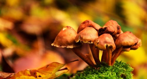 mushrooms autumn forest