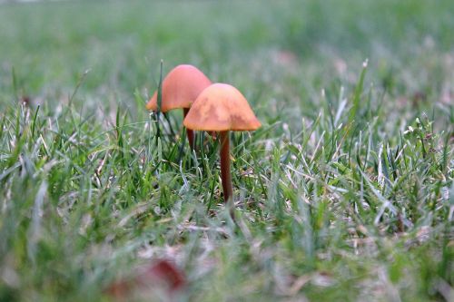 mushrooms small mushroom autumn