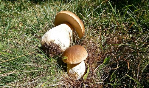 mushrooms boletus edulis forest