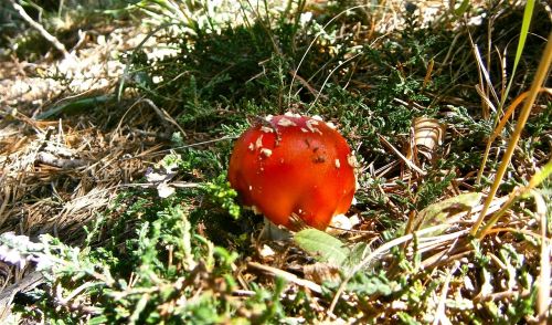 mushrooms amanita muscaria forest