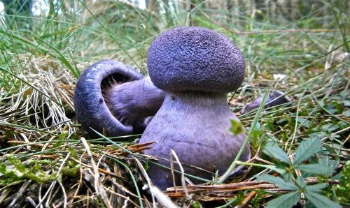 mushrooms lepista forest