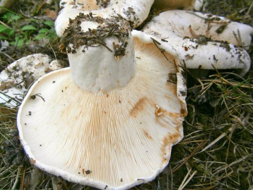 mushrooms breast forest
