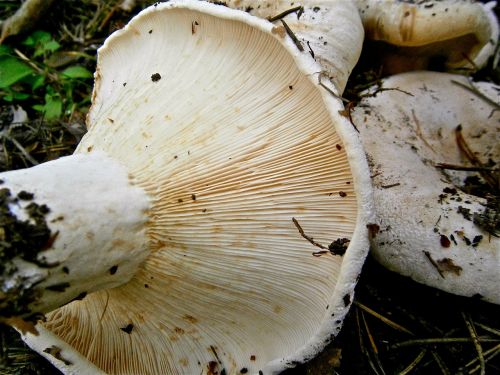 mushrooms breast forest