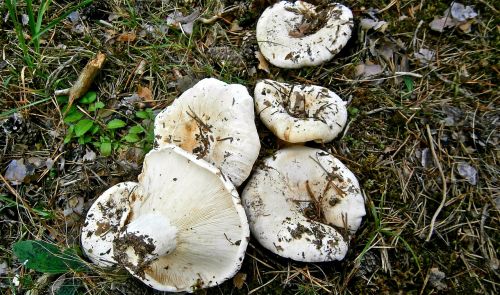 mushrooms breast forest