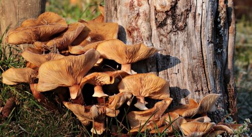 mushrooms meadow tree