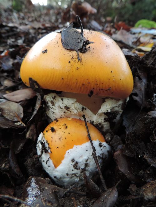 mushrooms nature fungi