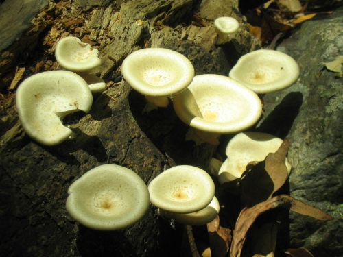 mushrooms wood fungus
