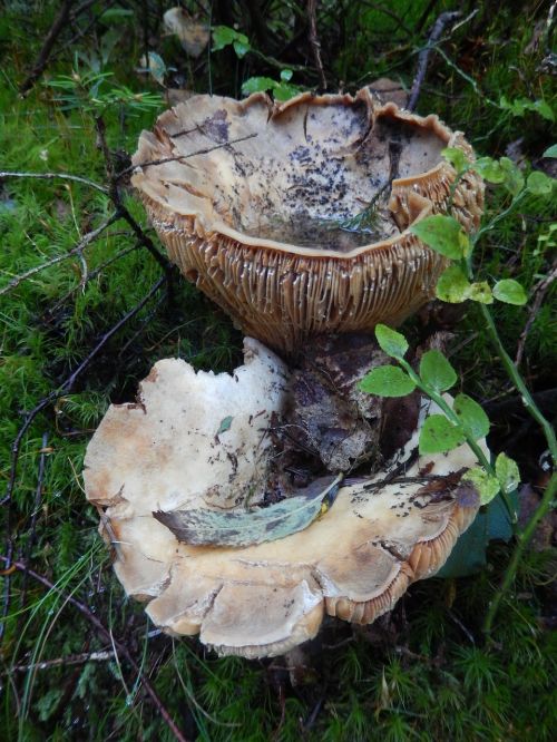 mushrooms nature wood