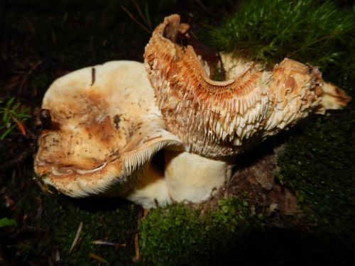 mushrooms wood nature