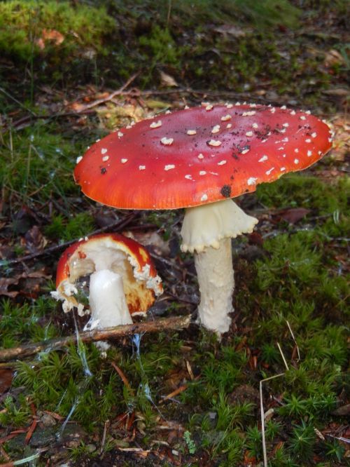 mushrooms poisonous mushroom amanita kills fly
