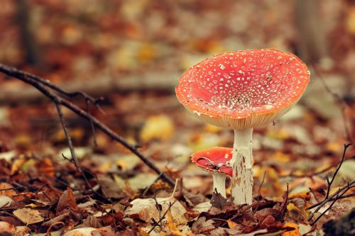 mushrooms autumn color undergrowth