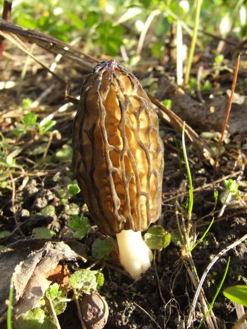 mushrooms forest nature