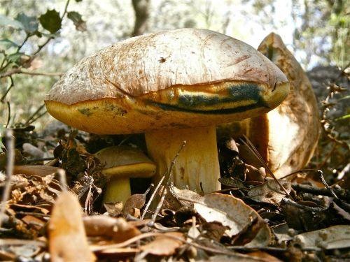 mushrooms fungi boletus