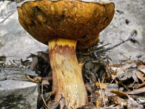 mushrooms fungi boletus