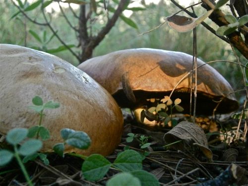 mushrooms fungi boletus