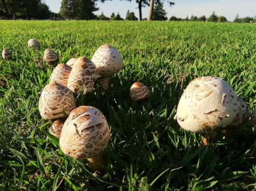 mushrooms grass nature