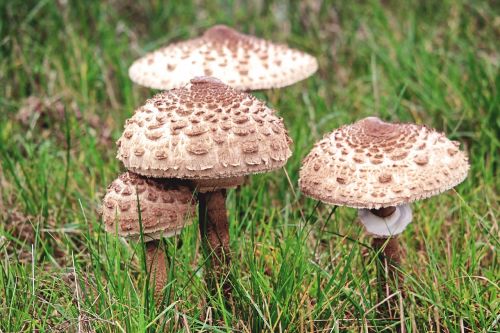 mushrooms meadow autumn