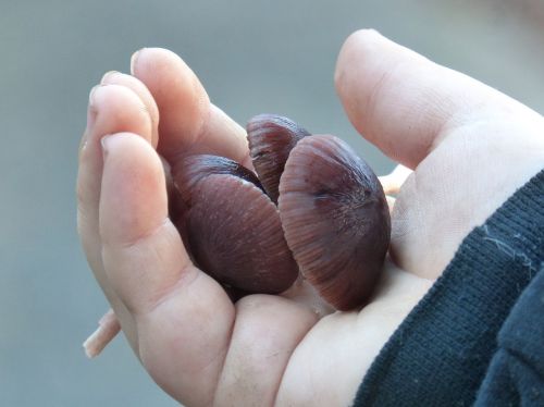 mushrooms hand child