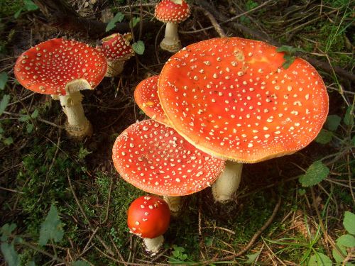 mushrooms fly agaric forest