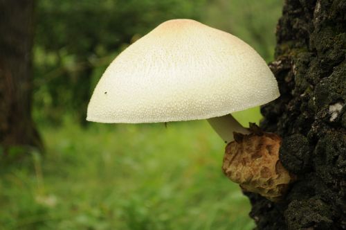 mushrooms white large