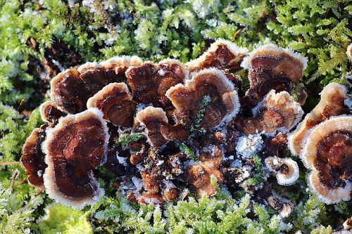 mushrooms moss forest