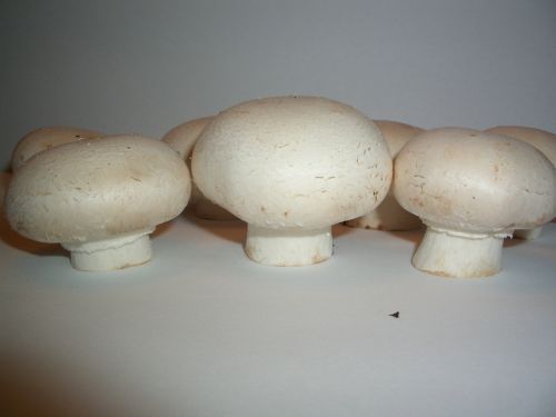 mushrooms agaricus mushroom