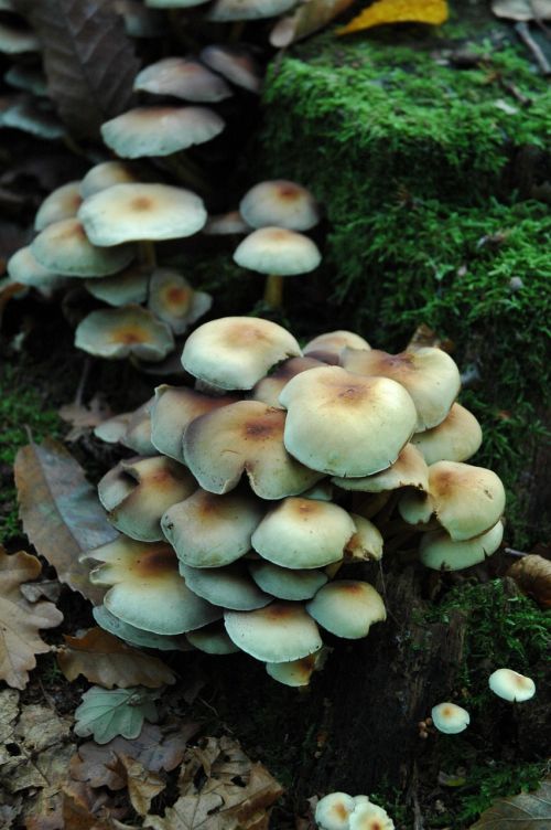 mushrooms wild fungus
