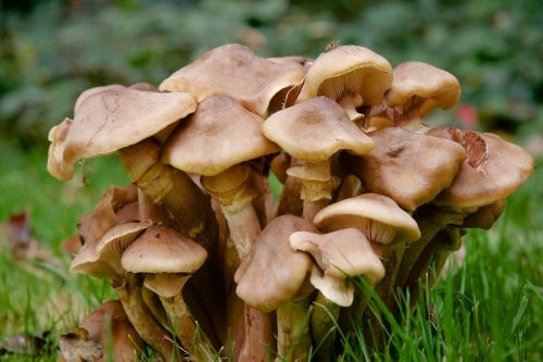 mushrooms close autumn