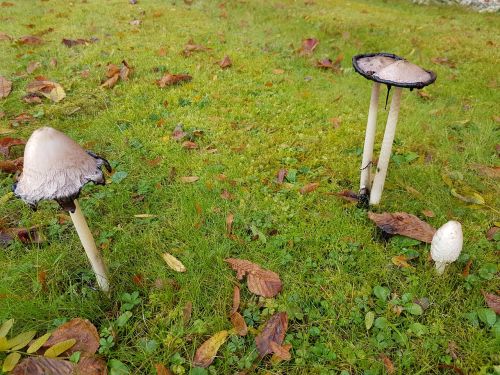 mushrooms schopf comatus ink