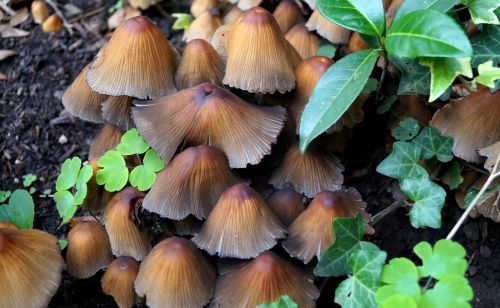 mushrooms nature ground