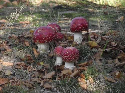 mushrooms toadstools a few