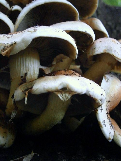 mushrooms mushroom brown