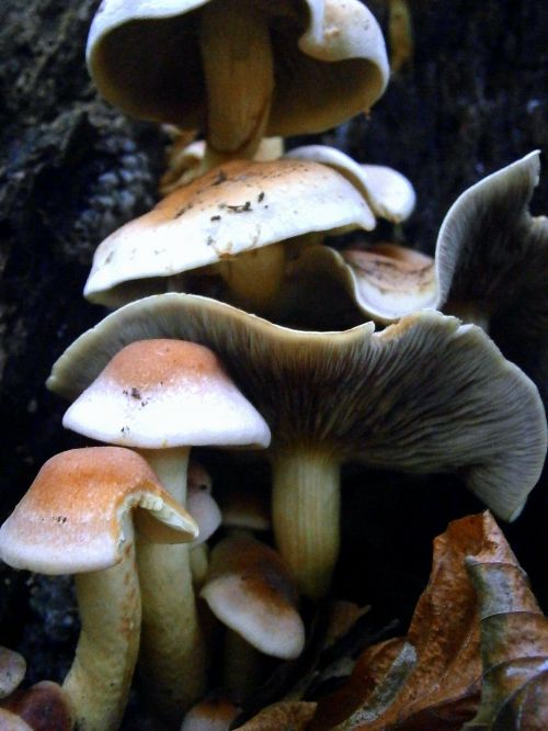 mushrooms mushroom brown