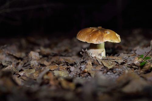 mushrooms mushroom forest mushrooms