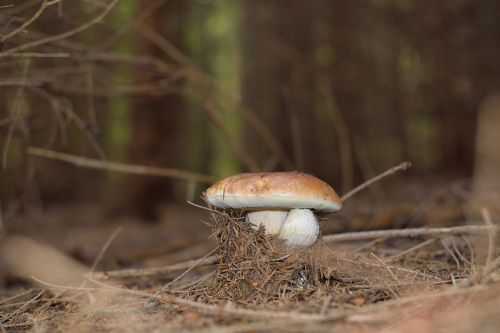 mushrooms mushroom forest mushrooms
