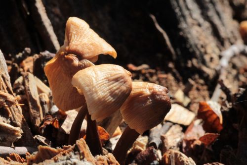 mushrooms mushroom nature