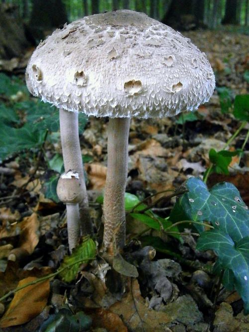 mushrooms mushroom grey