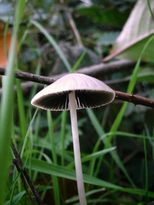 mushrooms mushroom grey