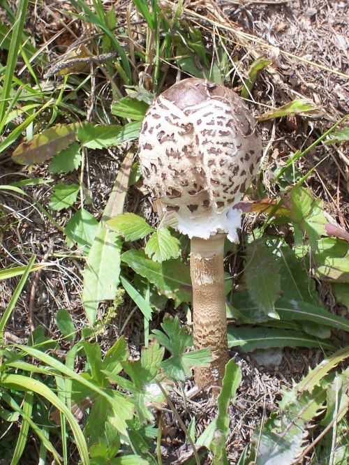 mushrooms nature mountain