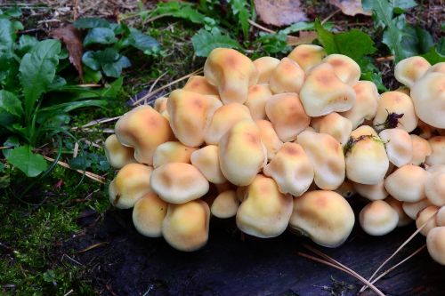 mushrooms sporocarp hub orange sponge