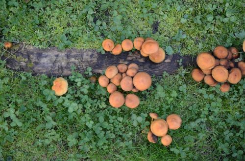 mushrooms mushroom meadow