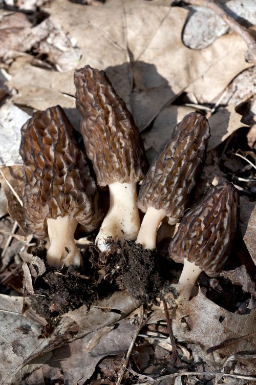 mushrooms morels fungi
