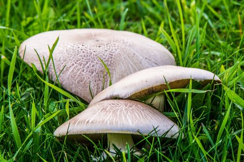 mushrooms forest nature