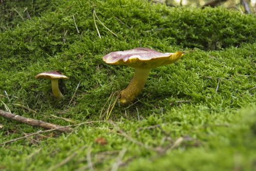 mushrooms nature forest