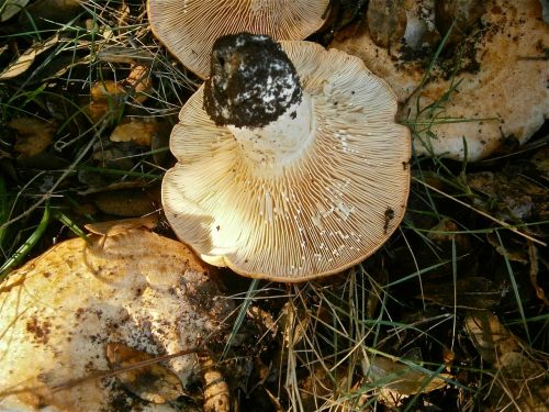 mushrooms lactarius fungi