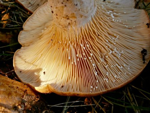 mushrooms lactarius fungi
