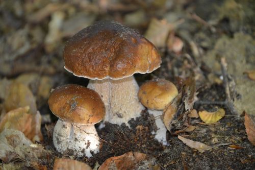 mushrooms nature cep